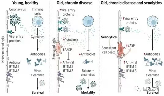 在臨床前動(dòng)物中，抗衰老藥物可降低冠狀病毒相關(guān)的死亡率