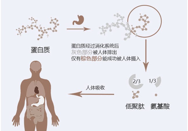 怎樣進(jìn)行蛋白質(zhì)保存？?你了解多少？