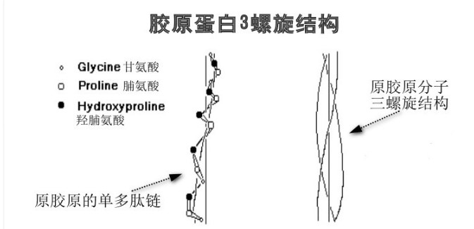 3種典型性氨基酸在膠原蛋白生成中的功效