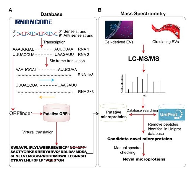 研究發(fā)現(xiàn)體細(xì)胞外囊泡中含有l(wèi)ncRNA編號(hào)多肽/小蛋白且有病癥非特異