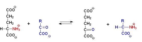 氨基酸的轉(zhuǎn)氨、協(xié)同脫氨與脫酰胺功效