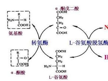 氨基酸的轉(zhuǎn)氨、協(xié)同脫氨與脫酰胺功效