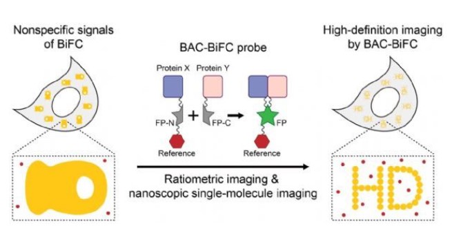 科研人員發(fā)展新式蛋白質(zhì)互作顯像技術(shù)