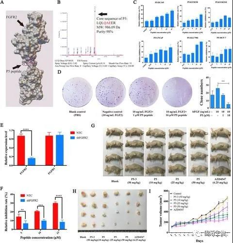 用于靶向治療癌癥的環(huán)肽為癌癥治療打開(kāi)新思路