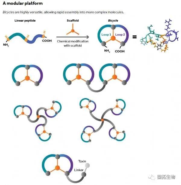 新型免疫腫瘤學(xué)療法！羅氏與Bicycle擴大合作：開發(fā)Bicycle雙環(huán)肽！