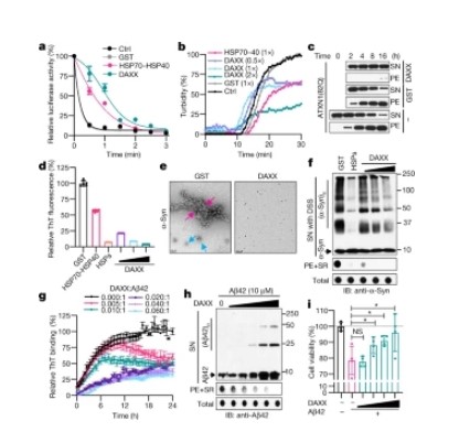 生物學家發(fā)現新型蛋白質折疊驅動因子?