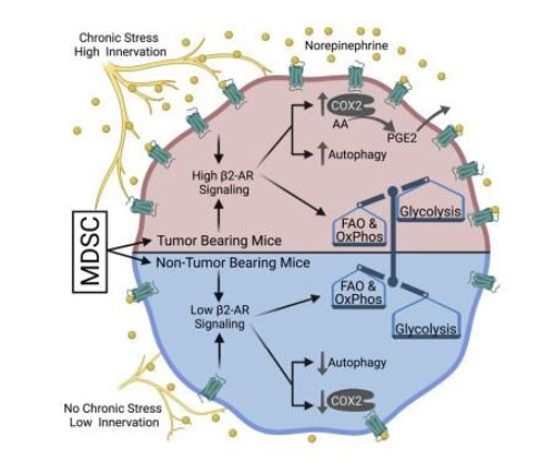 參加β-腎上腺素能受體作用充分發(fā)揮的工作壓力信號(hào)通路或會(huì)促進(jìn)腫瘤的生長(zhǎng)發(fā)育