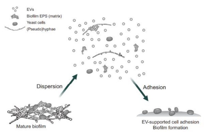 細胞外囊泡對真菌生物膜生長發(fā)育的協(xié)調功效