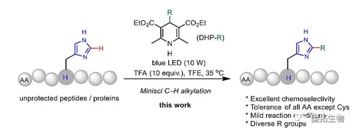 「多肽合成」可見(jiàn)光促進(jìn)的組氨酸C-H官能團(tuán)化修飾