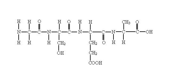 淺談合成多肽對(duì)皮膚有什么作用機(jī)理