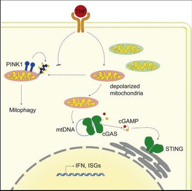 腫瘤壞死因素造成線粒體DNA釋放出來和cGAS/STING依賴的干擾素反映支持炎性風(fēng)濕病