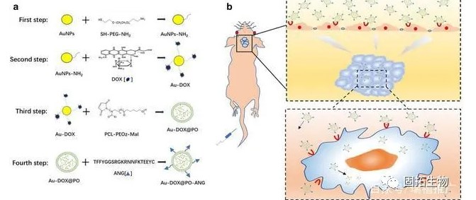 Au-DOX@PO-ANG新型靶向系統(tǒng)用于腫瘤的聯(lián)合治療