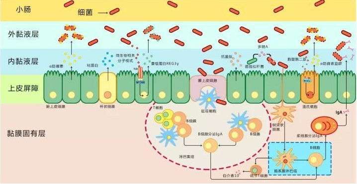 什么是抗菌肽？?抗菌肽到底存在什么效果？