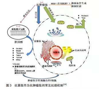 抗菌肽也可運(yùn)用于抗腫瘤醫(yī)治了！?是真的嗎？