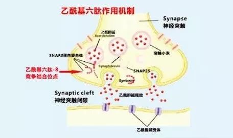 乙酰基六肽-8|抗衰老髙手，反轉(zhuǎn)肌齡