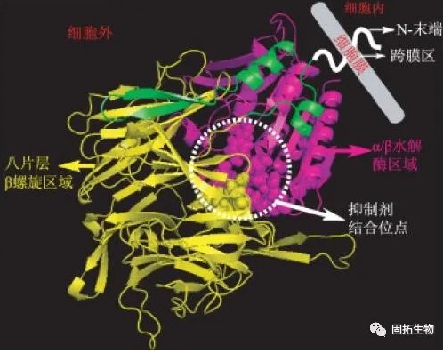 DPP-4抑制劑：聰明的降糖藥