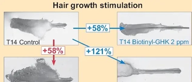 生物素三肽-1乙?；碾?3肉豆蔻酰五肽-17誰做為毛發(fā)提高的原材料更強(qiáng)