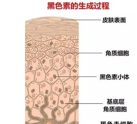 四肽-30又被稱(chēng)為亮膚肽Tetrapeptide-30和九肽-1一樣