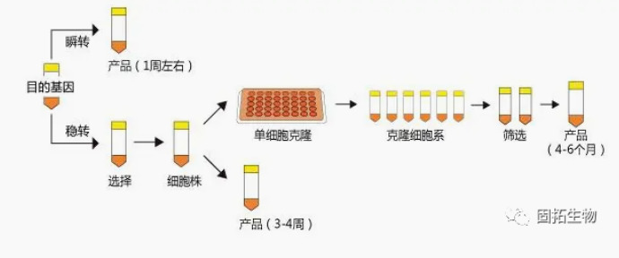 哺乳動物細胞蛋白表達