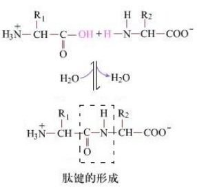 關(guān)于酶促合成的優(yōu)勢(shì)及一些副反應(yīng)