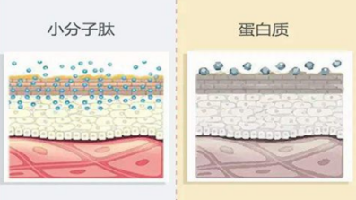 有著神奇功能的美容肽，超級肽