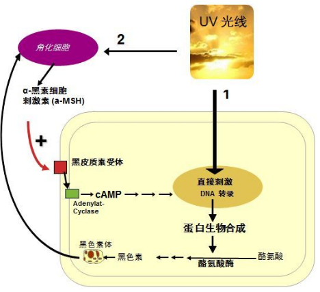 能夠有效抑制黑色素形成的多肽—寡肽-68