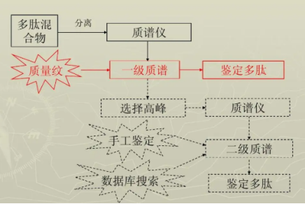 為什么要對多肽進(jìn)行鑒定？多肽鑒定有什么流程