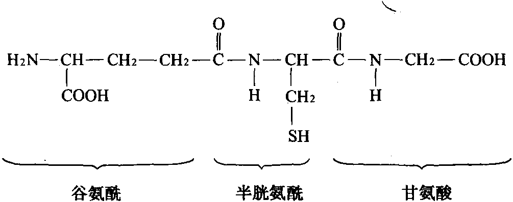 谷胱甘肽的組成和結(jié)構(gòu)式