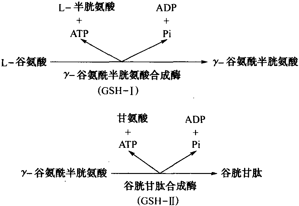 谷胱甘肽的組成和結(jié)構(gòu)式