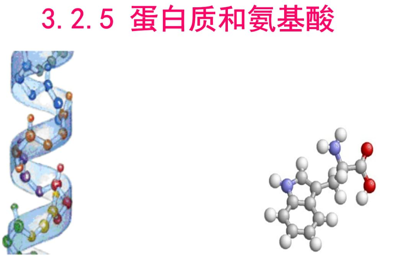 氨基酸與蛋白質(zhì)的差異