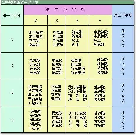 20種常見(jiàn)的氨基酸分類